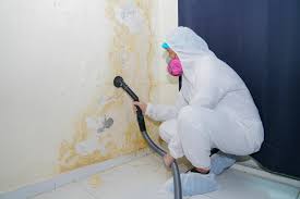 Best Mold Damage Restoration  in Charleston, MO